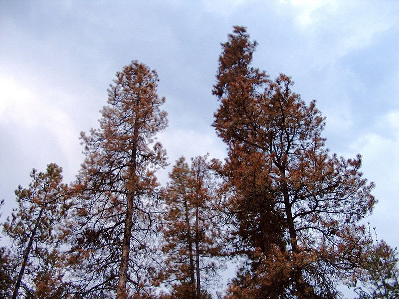 Forest Service Approves Aspen Tree Thinning