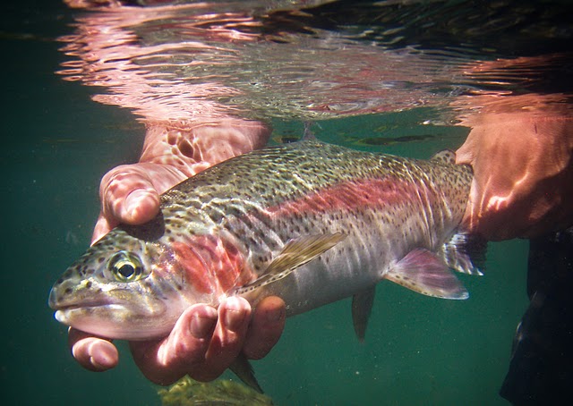 Sipapu Ski Area Offers Free Fly Fishing Clinics