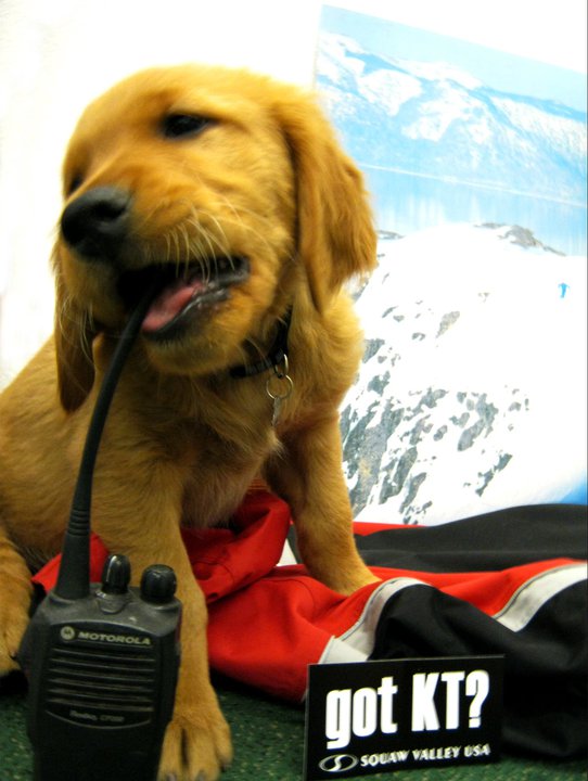 Pet-Friendly Peaks and Paws Festival Returns to Squaw
