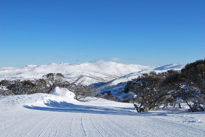 Skier Strikes Tree, Dies at Perisher
