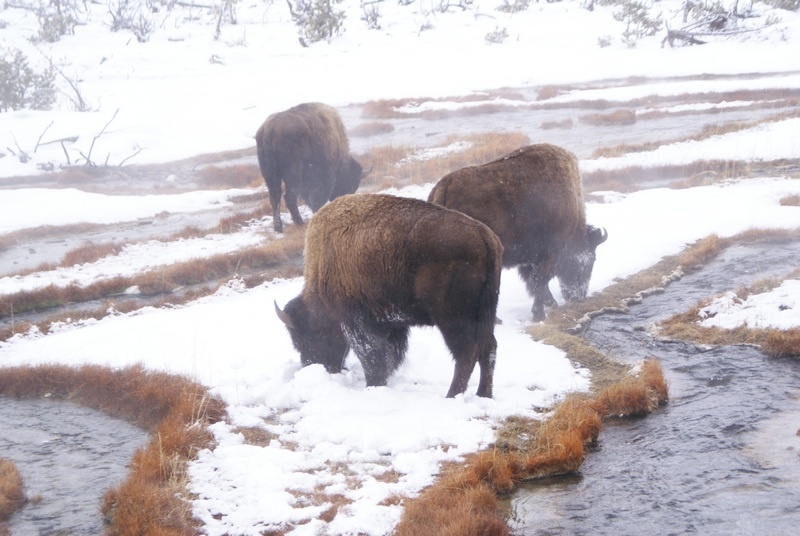 Winter in Yellowstone: A Cross-Country Skiing Paradise