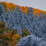 Aspensand evergreens (photo: Jeremy Swanson)