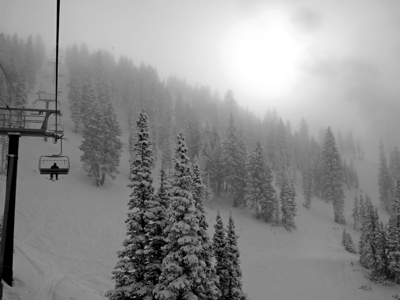 Alta Supports Environmental Efforts to Restore and Preserve Utah’s Trees