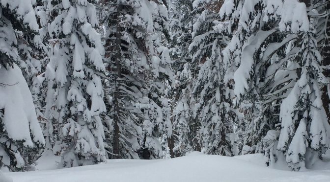 Tree Well Death at Northstar