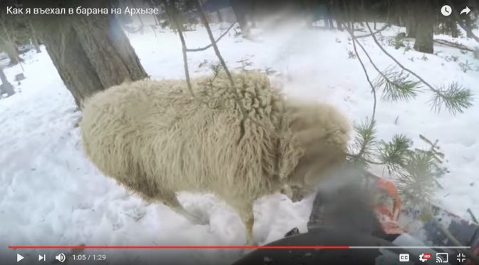 WATCH: Hazards of Snowboarding in Russia Include Rocks, Trees…and Sheep